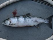 Salmon