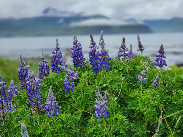 Lupine Lupine